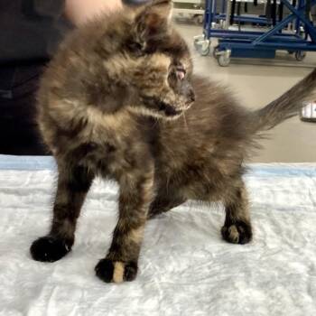 Domestic Long Hair Cats Available for Adoption in Spring Hill, Kansas - Eyeris | PetCurious