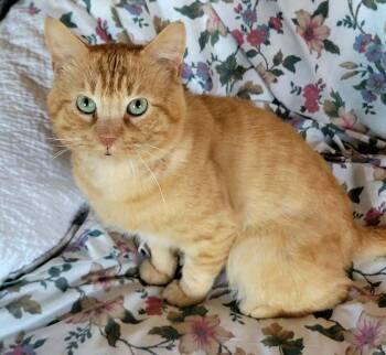 Mo -  Domestic Short Hair Cat for Adoption in Breinigsville, Pennsylvania - Mo | PetCurious