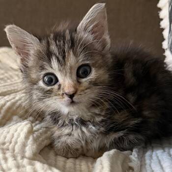 Margot -  Domestic Short Hair Cat for Adoption - Margot | PetCurious
