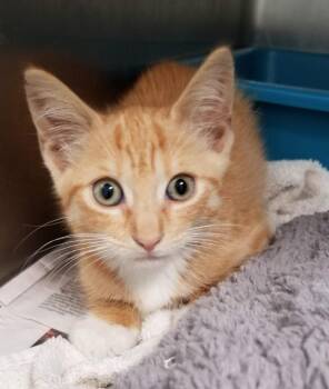 SUNKIST (cc7253) -  Domestic Short Hair Cat for Adoption in West Orange, New Jersey - SUNKIST (cc7253) | PetCurious