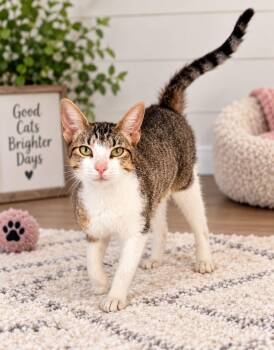Mitzy - Sweet and affectionate -  Domestic Short Hair Cat for Adoption in Muskego, Wisconsin - Mitzy - Sweet And Affectionate | PetCurious