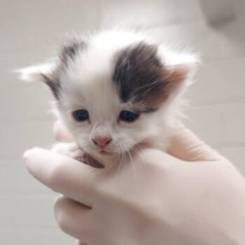 Daughtry -  Domestic Short Hair Cat for Adoption in Reno, Nevada - Daughtry | PetCurious