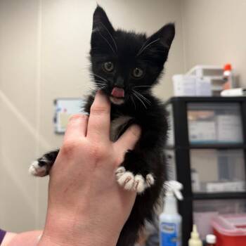 Cruella -  Domestic Short Hair Cat for Adoption in Morganton, North Carolina - Cruella | PetCurious