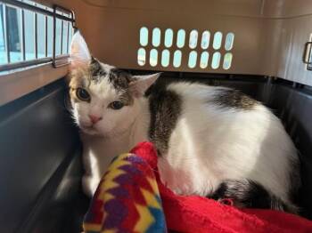 Domestic Short Hair Cats Available for Adoption in Rowlett, Texas - JOURNEY | PetCurious