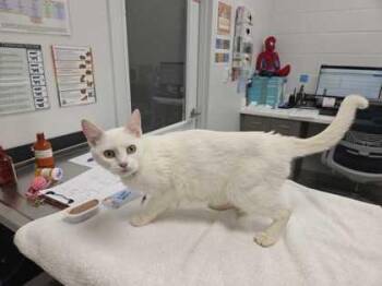Domestic Short Hair Cats Available for Adoption in Kansas City, Missouri - Jessie | PetCurious