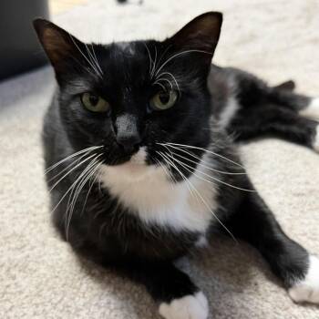 Kit Kat C11583 -  Domestic Short Hair Cat for Adoption - Kit Kat C11583 | PetCurious