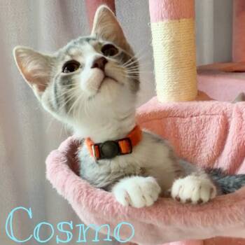 Domestic Short Hair Cats Available for Adoption in Syracuse, New York - Cosmo | PetCurious