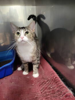 Rescue Tabby Cats for Adoption in Cuyahoga Falls, Ohio - Tundra *Special Needs* | PetCurious