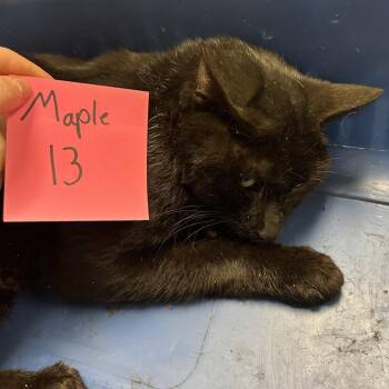 Minnow -  Domestic Short Hair Cat for Adoption in Bristol, Indiana - Minnow | PetCurious