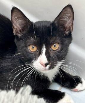 Domestic Short Hair Cats Available for Adoption - Pavo | PetCurious