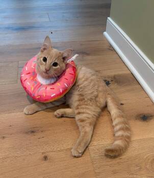 Gus - Cerebellar Hypoplasia -  Domestic Short Hair Cat for Adoption in Rootstown, Ohio - Gus - Cerebellar Hypoplasia | PetCurious