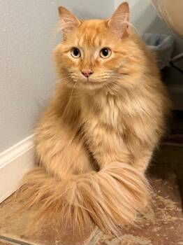 Tangi -  Domestic Long Hair Cat for Adoption in Hot Springs, Arkansas - Tangi | PetCurious