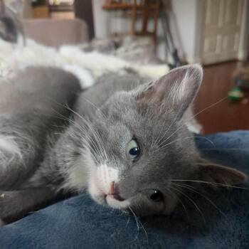 Magenta -  Domestic Short Hair Cat for Adoption in Abbotsford, British Columbia - Magenta | PetCurious