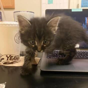 Domestic Medium Hair Cats Available for Adoption - Boaz | PetCurious