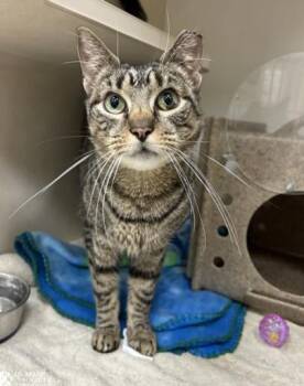 Rescue Domestic Short Hair Cats for Adoption in Hagerstown, Maryland - AUGUSTINE | PetCurious