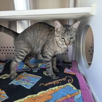 Coriander -  Domestic Short Hair Cat for Adoption in Norman, Oklahoma - Coriander | PetCurious