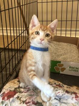 Rescue Domestic Short Hair Cats for Adoption in Bryan, Texas - Clay | PetCurious