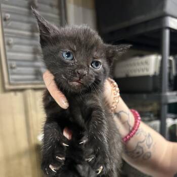 Domestic Short Hair Cats Available for Adoption in Saint Joseph, Missouri - Etna | PetCurious