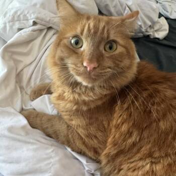 Pumpkin -  Domestic Medium Hair Cat for Adoption in Riverside, California - Pumpkin | PetCurious