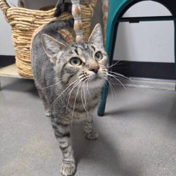 Java -  Domestic Short Hair Cat for Adoption in Normal, Illinois - Java | PetCurious