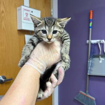 Who Dey -  Domestic Short Hair Cat for Adoption in Newark, New Jersey - Who Dey | PetCurious