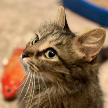 Rescue Domestic Medium Hair Cats for Adoption in St. Peters, Missouri - Godiva | PetCurious