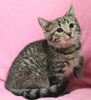Macchiato -  Domestic Medium Hair Cat for Adoption in Fremont, Ohio - Macchiato | PetCurious