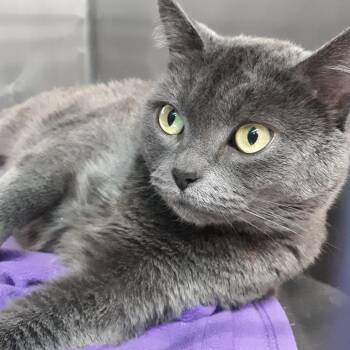 Russian Blue and British Shorthair Cats Available for Adoption in Spokane, Washington - Nube | PetCurious