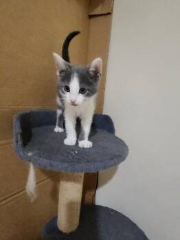 Sparkler -  Domestic Short Hair Cat for Adoption in Wheaton, Illinois - Sparkler | PetCurious