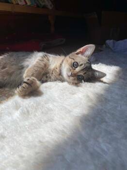Denmark -  Domestic Short Hair Cat for Adoption in Gorham, Maine - Denmark | PetCurious