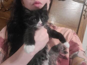 Domestic Short Hair Cats Available for Adoption in Oceanside, California - Louie | PetCurious
