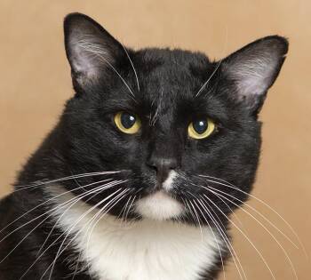 Whiskey -  Tuxedo Cat Available for Adoption in Chicago, Illinois - Whiskey | PetCurious