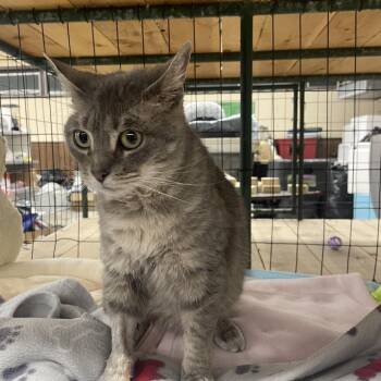 Luna -  Domestic Medium Hair and Domestic Short Hair Cat for Adoption in Union, Missouri - Luna | PetCurious