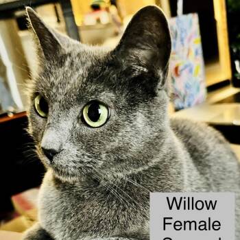 American Shorthair Cats Available for Adoption - Pinata Heart | PetCurious