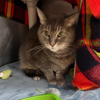 Ethel -  Domestic Short Hair and Mixed Breed Cat for Adoption in Mentor, Ohio - Ethel | PetCurious