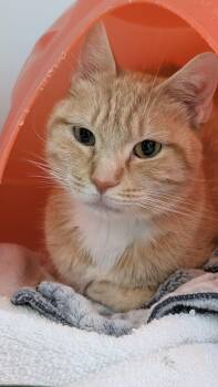 Pétunia -  Domestic Short Hair Cat for Adoption in Delson, Quebec - Pétunia | PetCurious