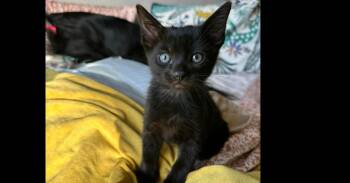 Domestic Short Hair Cats Available for Adoption in Groveland, Massachusetts - Hansel | PetCurious