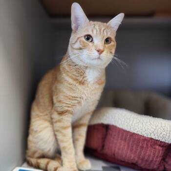 Domestic Short Hair Cats Available for Adoption in Dixon, Illinois - Cornflake | PetCurious