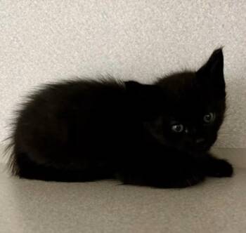 -Dahlia -  Domestic Short Hair Cat for Adoption in Red Bluff, California - -Dahlia | PetCurious