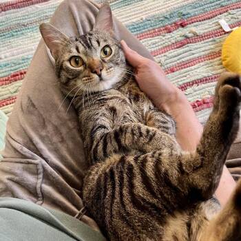 Domestic Short Hair Cats Available for Adoption in Gibsonia, Pennsylvania - T-40 | PetCurious