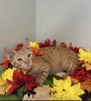 Sunny -  Domestic Short Hair Cat for Adoption in Picayune, Mississippi - Sunny | PetCurious