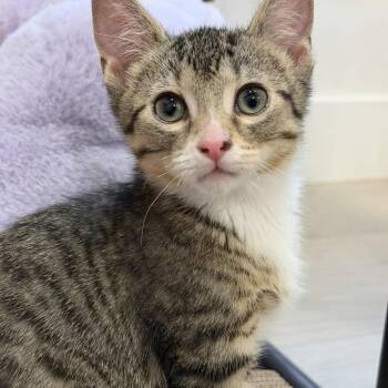 Xavier Silverman -  Domestic Short Hair Cat for Adoption in Eagle Mountain, Utah - Xavier Silverman | PetCurious