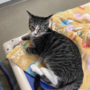 Byte -  Domestic Short Hair Cat for Adoption in Rocky Mount, Virginia - Byte | PetCurious