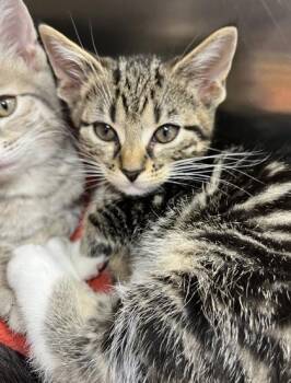 Rescue Domestic Short Hair Cats for Adoption in Annapolis, Maryland - Dilly | PetCurious