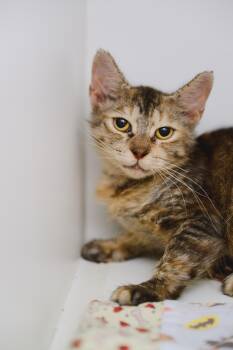 Ginny -  Domestic Short Hair Cat for Adoption in Honolulu, Hawaii - Ginny | PetCurious