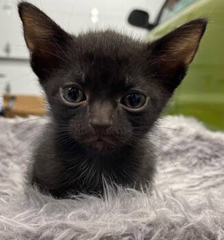 Catbat -  Domestic Short Hair Cat for Adoption in Island Lake, Illinois - Catbat | PetCurious