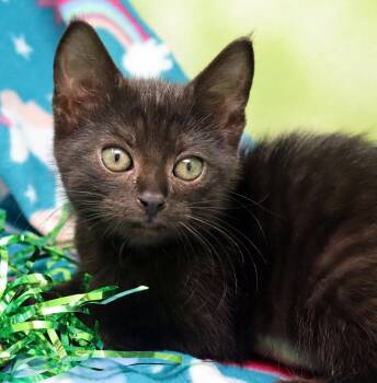 Canna -  Domestic Short Hair Cat for Adoption in Tierra Verde, Florida - Canna | PetCurious