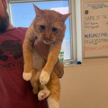 Rescue Domestic Short Hair Cats for Adoption in Rifle, Colorado - Hansel (Pineki (22-2z-4)) | PetCurious