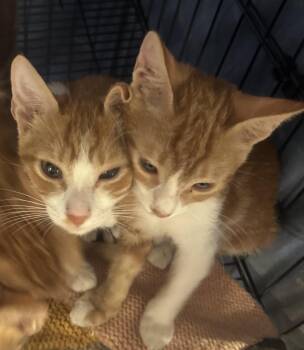 Bonded pair Mai& Marko -  Egyptian Mau and Tabby Cat for Adoption in Brampton, Ontario - Bonded Pair Mai& Marko | PetCurious