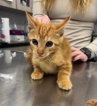 Domestic Short Hair Cats Available for Adoption in Lafayette, Louisiana - Lonnie | PetCurious